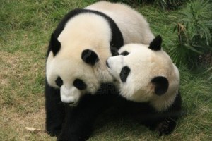 14842481-giant-osos-panda-ailuropoda-melanoleuca-jugando-juntos-china