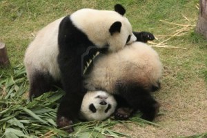 14842550-osos-panda-gigante-ailuropoda-melanoleuca-tocando-juntos-china